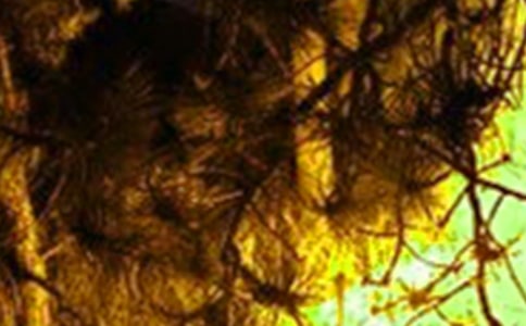ְȫ